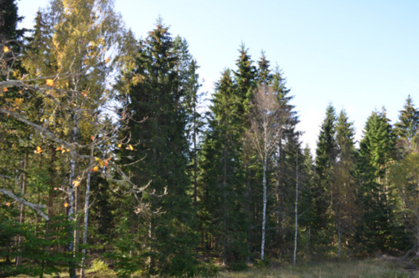 skog